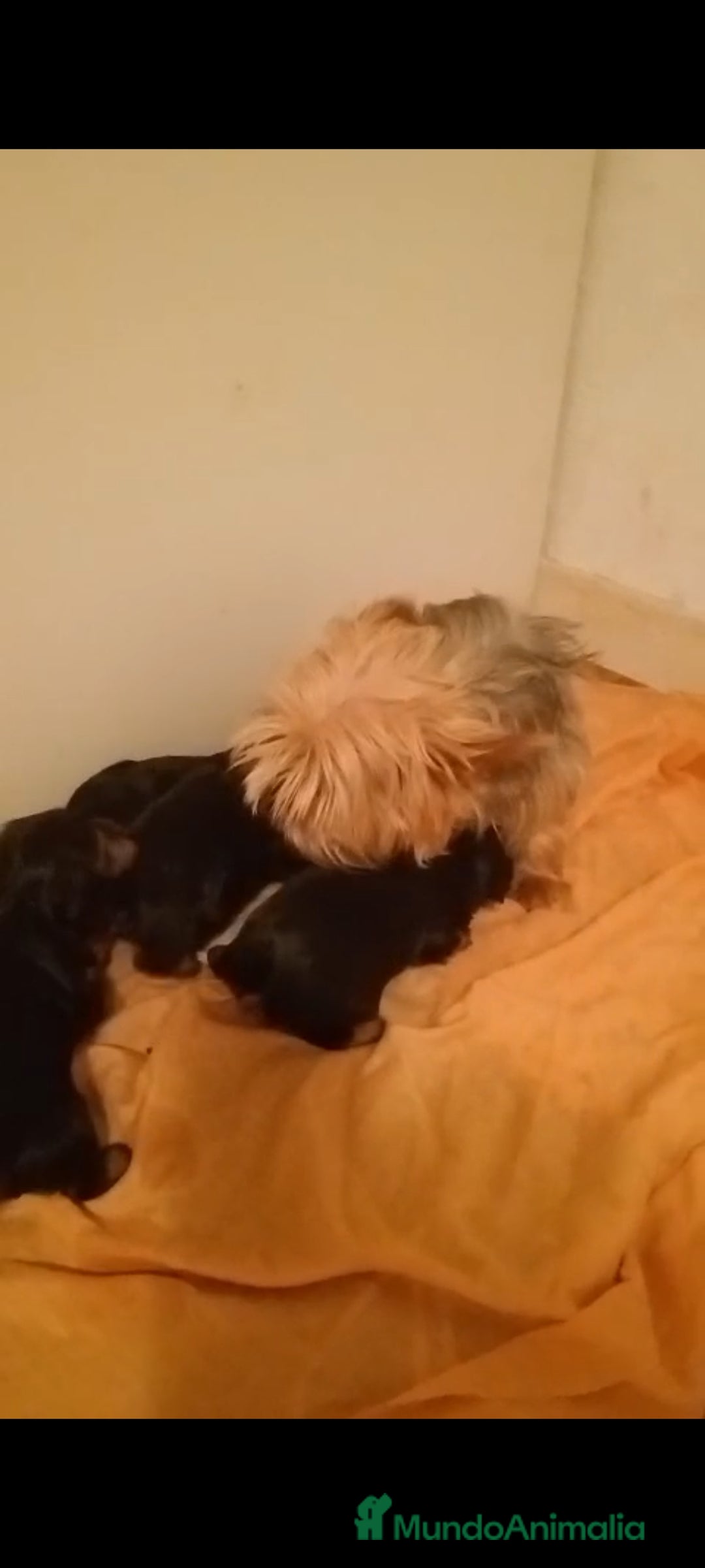 Yorkshire Terrier perros en venta: Yorkshire terrier toy  - Imagen 4