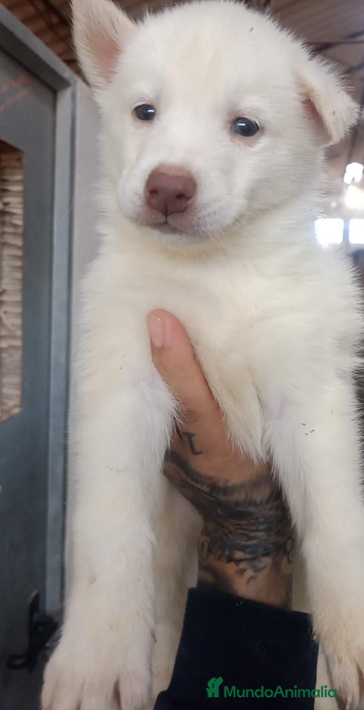 Husky Siberiano perros HUSKY CACHORRO MACHO - Anuncio 1