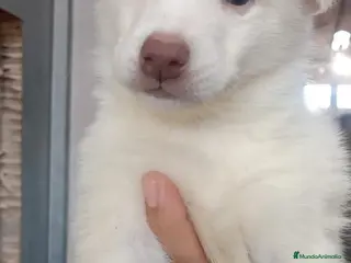 Husky Siberiano perros HUSKY CACHORRO MACHO - Anuncio 1