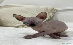 Sphynx gatos en venta: gato sphynx - Imagen 2