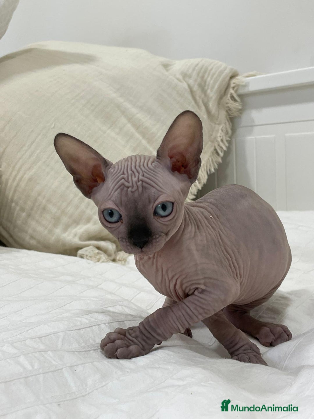 Sphynx gatos en venta: gato sphynx - Imagen 2