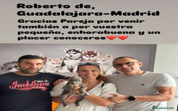 American Staffordshire-Terrier perros en venta: American Stanford (transparencia) - Anuncio 9