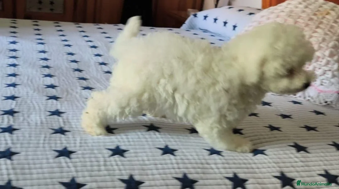 Caniche Toy perros en venta: Caniche toy  - Anuncio 3