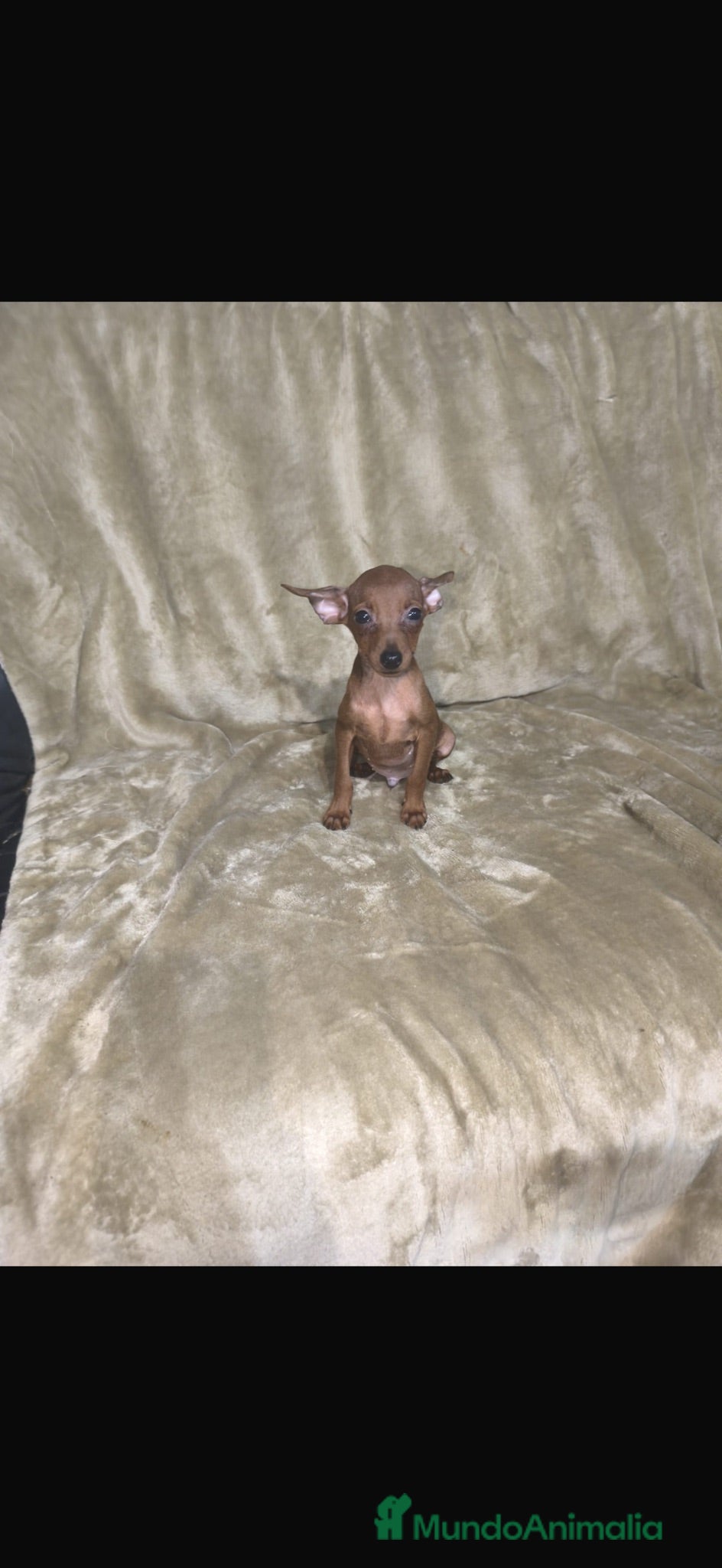 Pinscher Miniatura perros Preciosos pinscher miniatura rojos🐶🐾🔥 - Anuncio 2