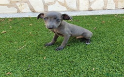 Pequeño Lebrel Italiano perros en venta: Galgo Italiano Piccolo BLUE macho - Imagen 2