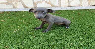 Pequeño Lebrel Italiano perros - Anuncio 12