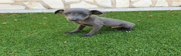 Pequeño Lebrel Italiano perros en venta: Galgo Italiano Piccolo BLUE macho - Anuncio 2