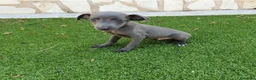 Pequeño Lebrel Italiano perros en venta: Galgo Italiano Piccolo BLUE macho - Anuncio 2