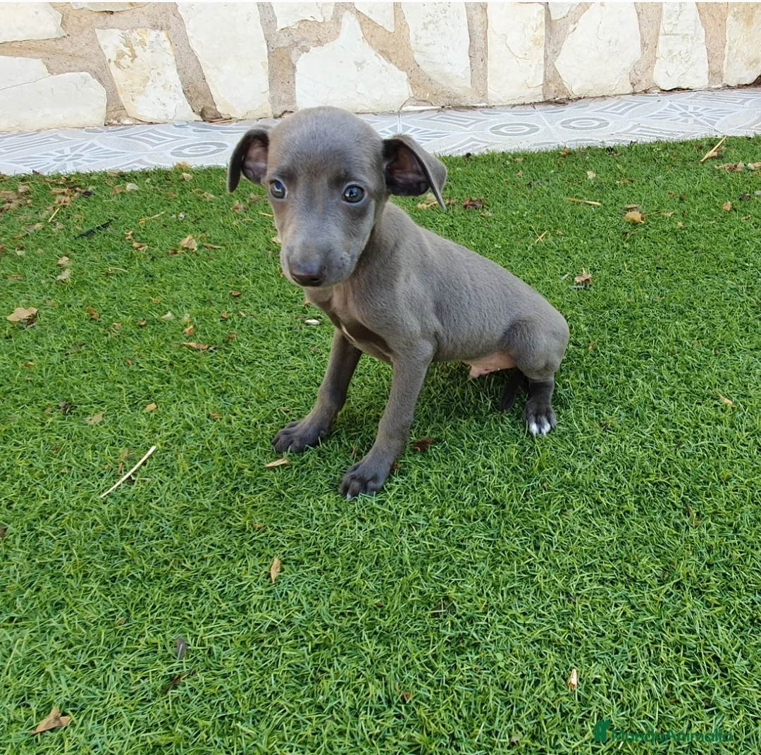 Pequeño Lebrel Italiano perros en venta: Galgo Italiano Piccolo BLUE macho - Anuncio 2