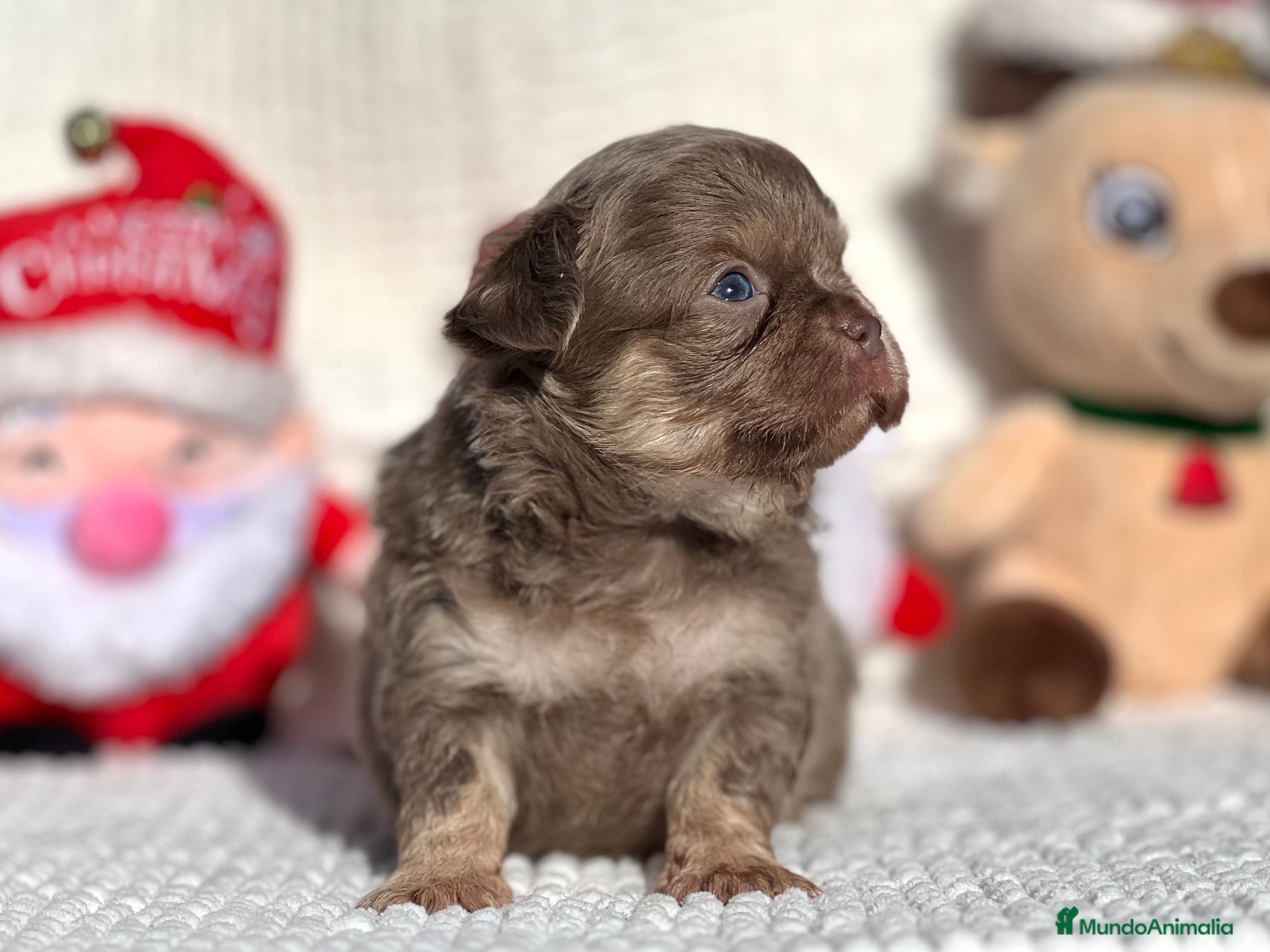 Chihuahua perros CHIHUAHUA PELO LARGO LÍNEA RUSA CABEZA DE MANZANA  - Anuncio 2