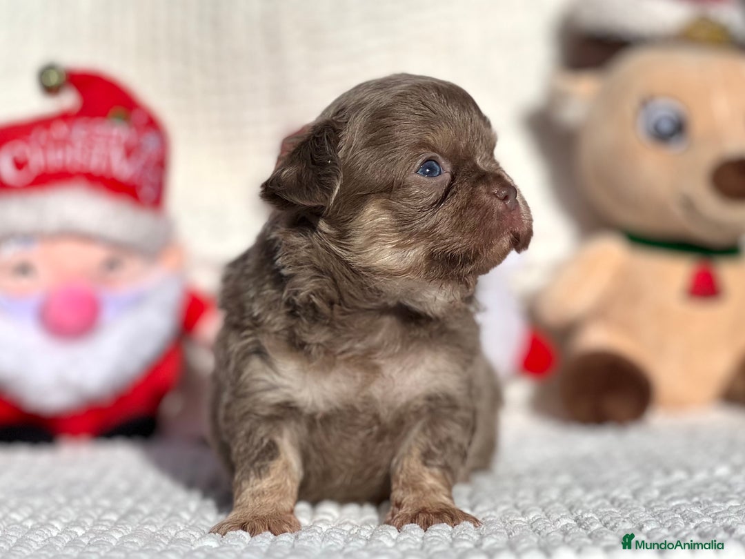 Chihuahua perros en venta: CHIHUAHUA PELO LARGO LÍNEA RUSA CABEZA DE MANZANA  - Anuncio 1