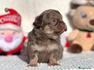 Chihuahua perros CHIHUAHUA PELO LARGO LÍNEA RUSA CABEZA DE MANZANA - Anuncio 2