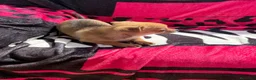 Chihuahua perros en venta: Chihuahua toy macho y hembra  en Barcelona - Anuncio 3