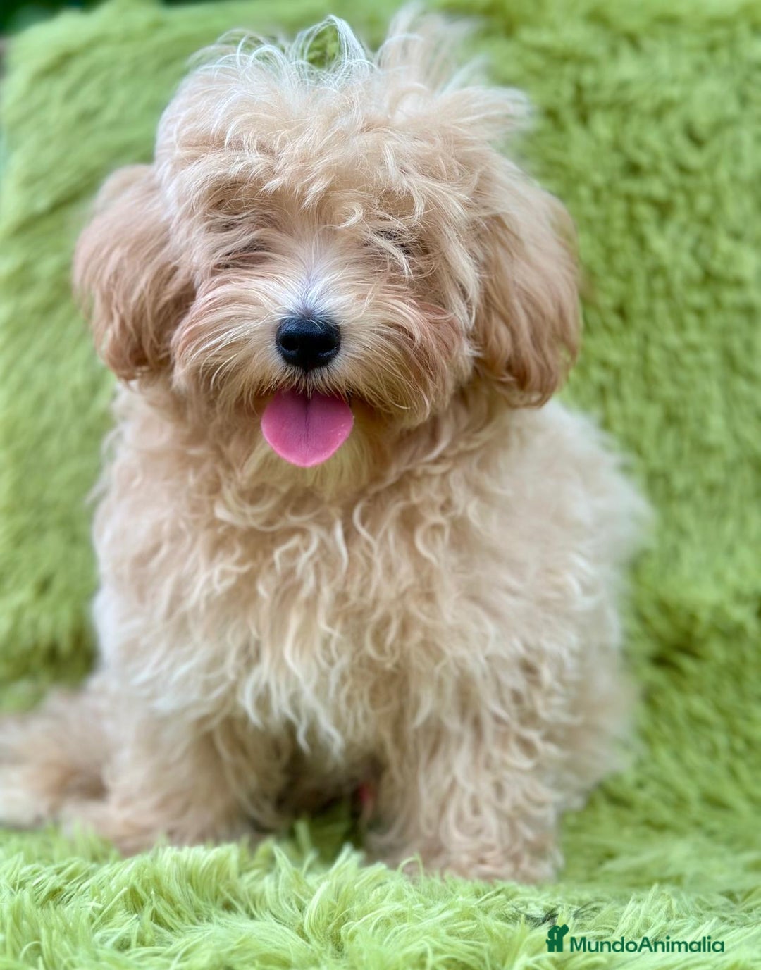 Maltipoo perros en venta: Maltipoo toy  - Imagen 2