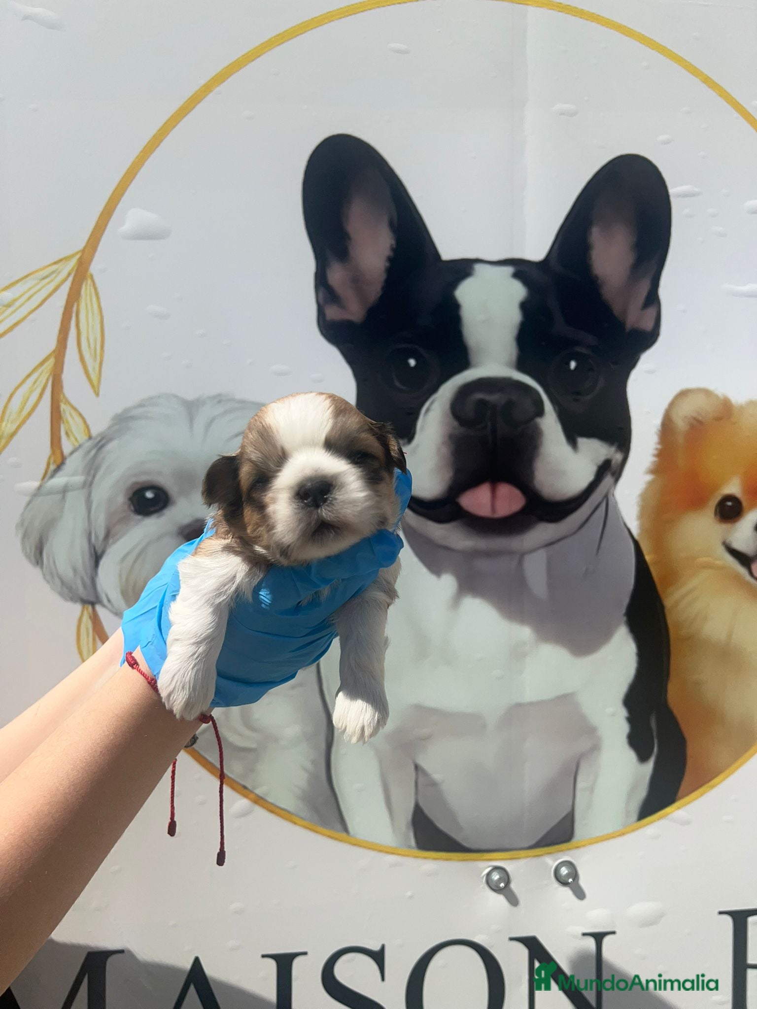 Shih Tzu perros CAMADA DE SHIHTZU PARA RESERVAR  - Anuncio 2