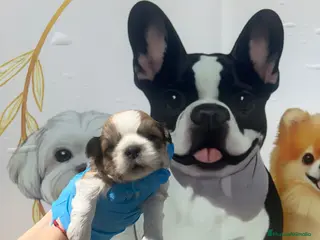 Shih Tzu perros CAMADA DE SHIHTZU PARA RESERVAR - Anuncio 2