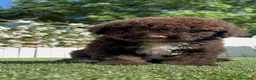 Perro de Agua Español perros en venta: PERRO DE AGUA-LISTO PARA ENTREGAR - Anuncio 1