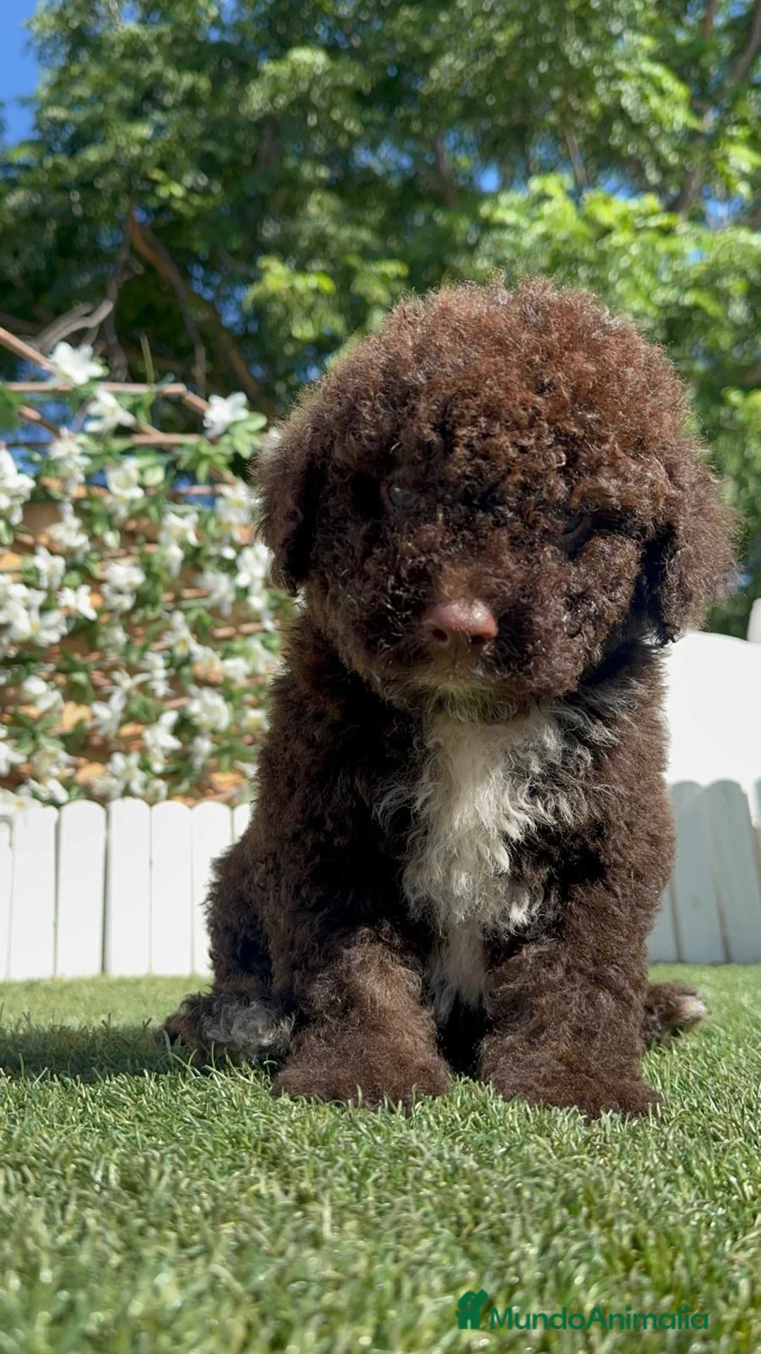 Perro de Agua Español perros en venta: PERRO DE AGUA-LISTO PARA ENTREGAR - Anuncio 1