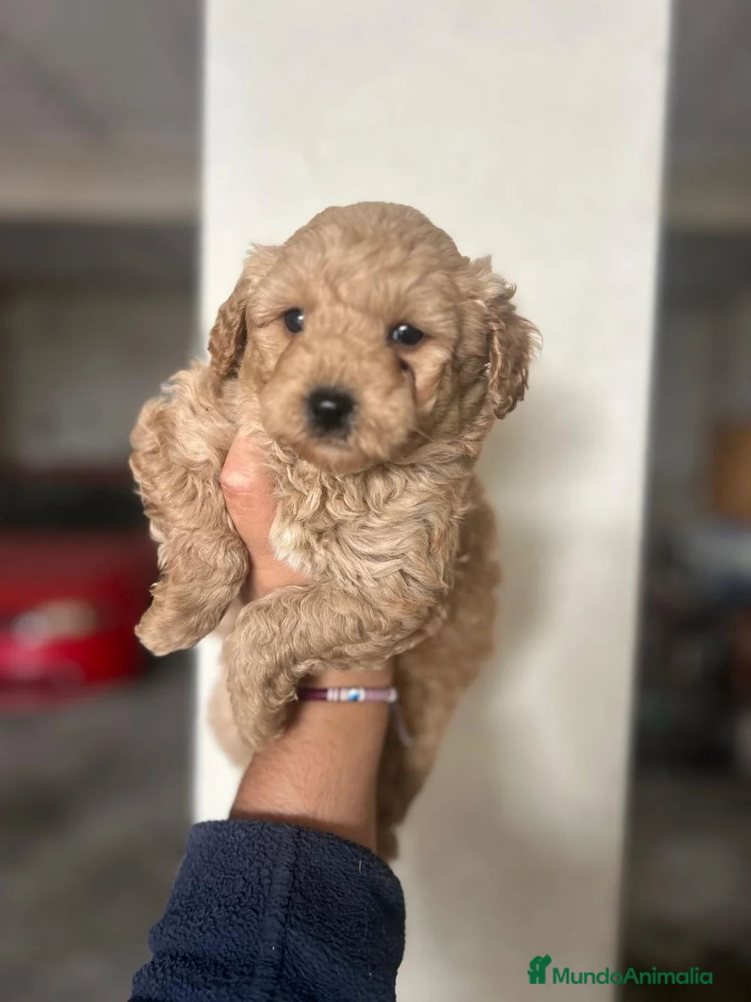 Raza Mixta perros en venta: Caniches.  628789235 - Anuncio 3