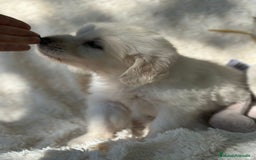 Golden Retriever perros en venta: Golden Retriever macho  - Imagen 5