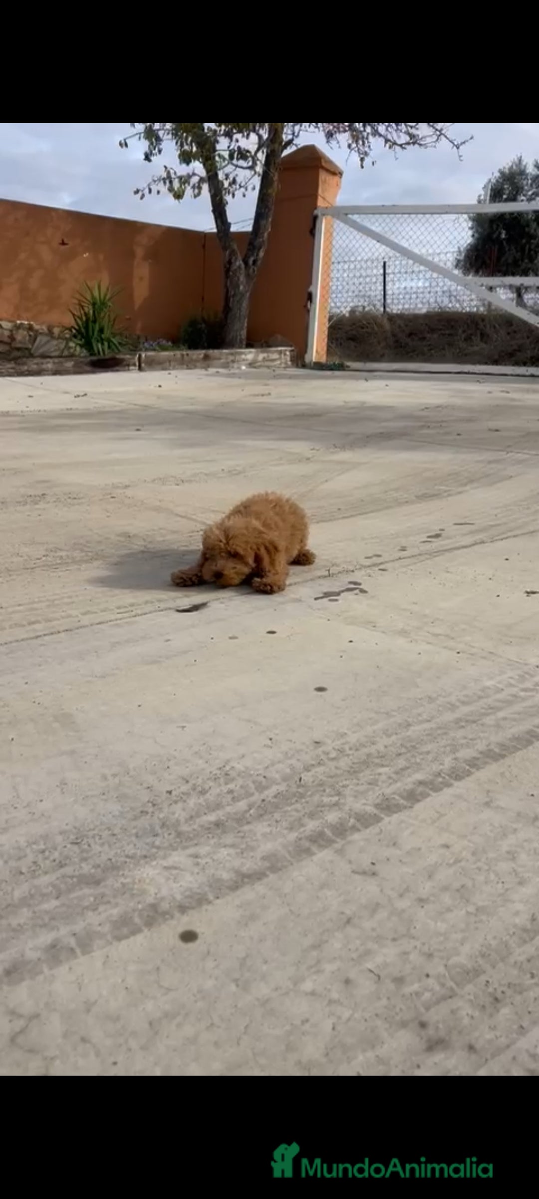 Caniche Enano perros en venta: Caniches enanos - Anuncio 4