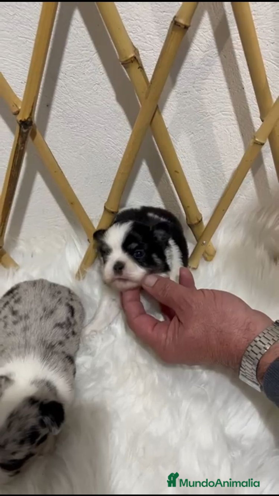 Chihuahua perros en venta: CHIHUAHUA MINI TOY  - Anuncio 2