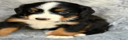 Boyero de Berna perros en venta: BOYERO DE BERNA CALIDAD - Anuncio 3