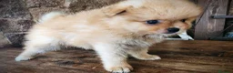 Pomerania perros en venta: Pomerania precio real - Anuncio 7