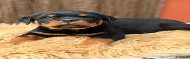 Rottweiler Cachorro 4