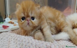 Persa gatos en venta: Gatita Persa Hembra Roja - Imagen 2