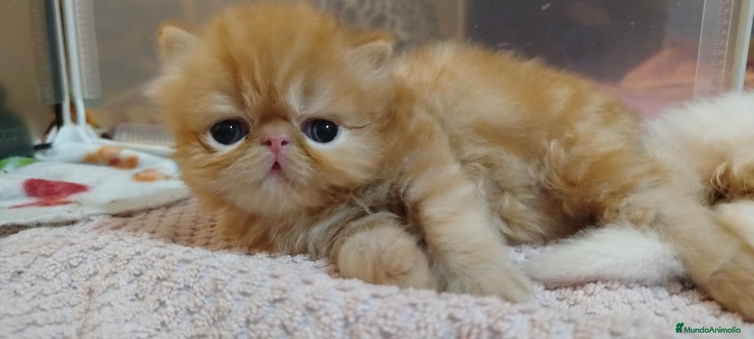 Persa gatos en venta: Gatita Persa Hembra Roja - Imagen 2