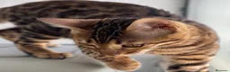 Bengalí gatos en venta: Hembra Bengalí de Alta Calidad - Anuncio 6