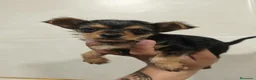 Raza Mixta perros en venta: Oportunidad Chorkie hembrita en Valladolid - Anuncio 6