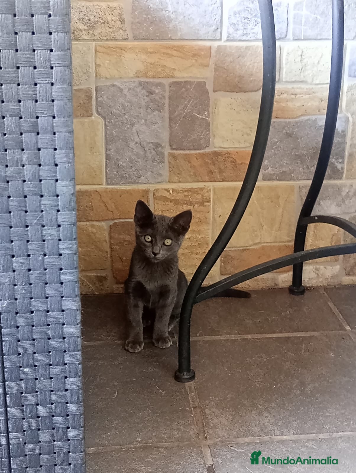 Azul Ruso gatos Azul Ruso 641387649 - Anuncio 1