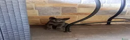 Azul Ruso gatos en venta: Azul Ruso 641387649 - Anuncio 1