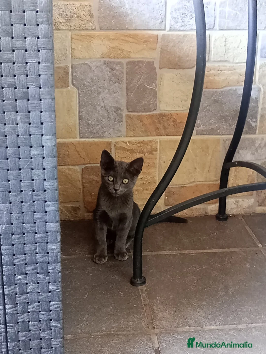 Azul Ruso gatos en venta: Azul Ruso 641387649 - Anuncio 1