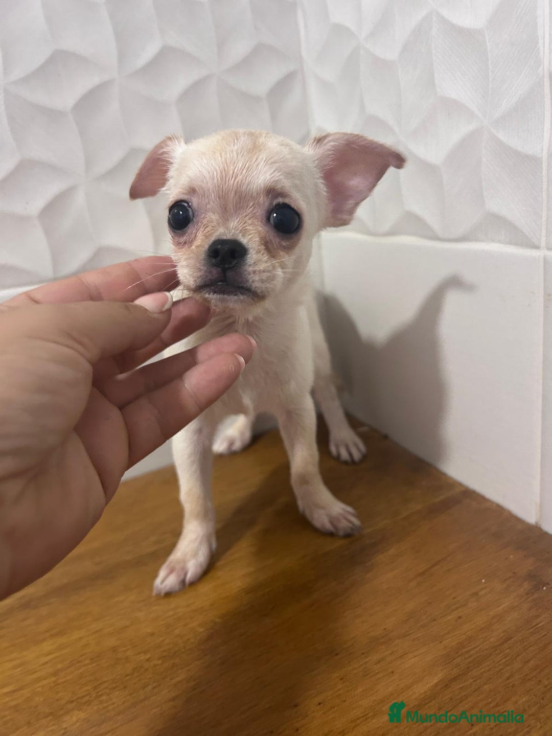 Chihuahua perros en venta: Chihuahuas - Imagen 3