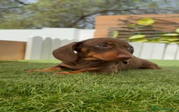 Teckel perros en venta: TECKEL HEMBRA CHOCOLATE MINIATURA  - Imagen 9