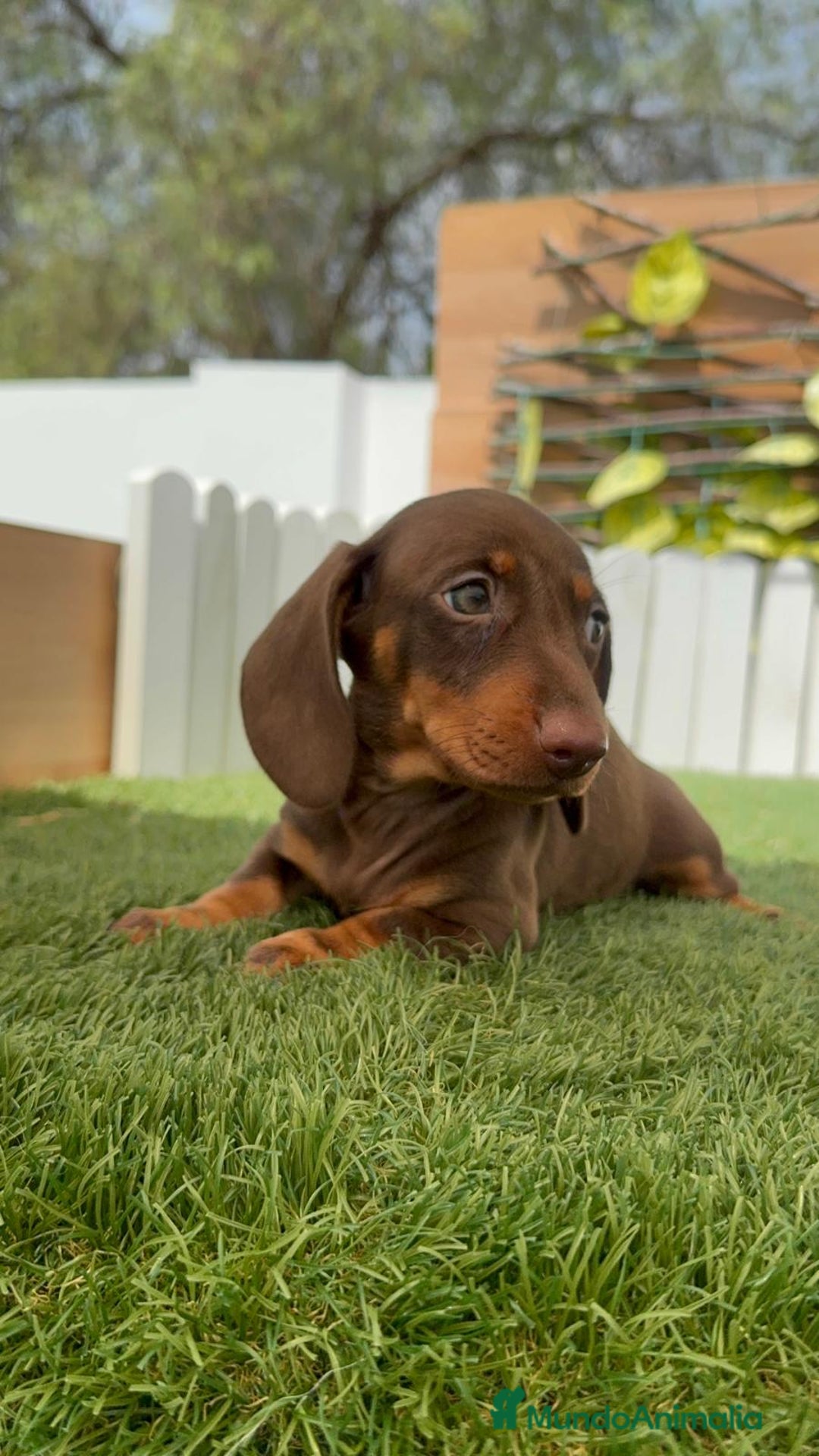 Teckel perros en venta: TECKEL HEMBRA CHOCOLATE MINIATURA  - Imagen 9