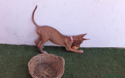 Podenco Canario perros en venta: PODENCOS CANARIOS de Selección  - Imagen 12