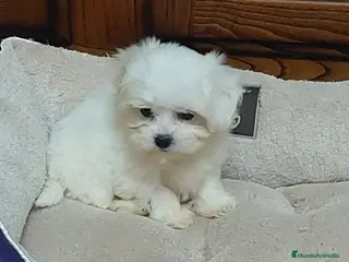 Bichón Maltés perros Cachorros bichon maltés - Anuncio 36