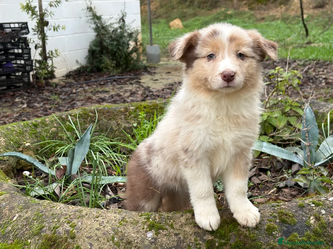 Border Collie perros en venta: 🐾 Border Collie exclusivos 🐾 - Anuncio 10