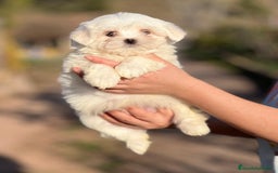 Bichón Maltés perros en venta: BICHÓN MALTES MACHO AMERICANO en Barcelona - Imagen 3