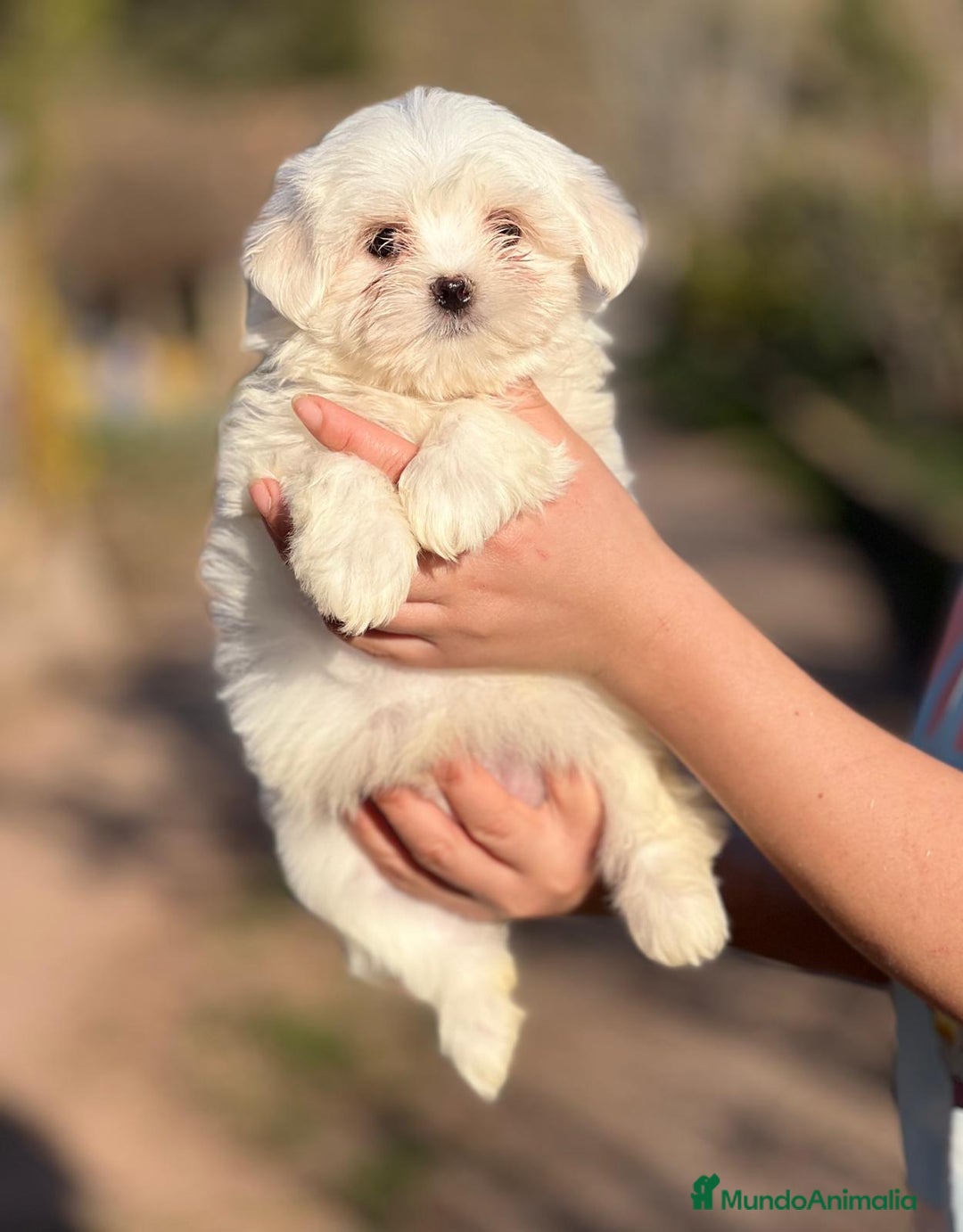 Bichón Maltés perros en venta: BICHÓN MALTES MACHO AMERICANO en Barcelona - Imagen 3