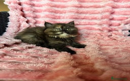 Británico de Pelo Largo gatos en venta: Preciosa gatita tortuga negra - Imagen 1