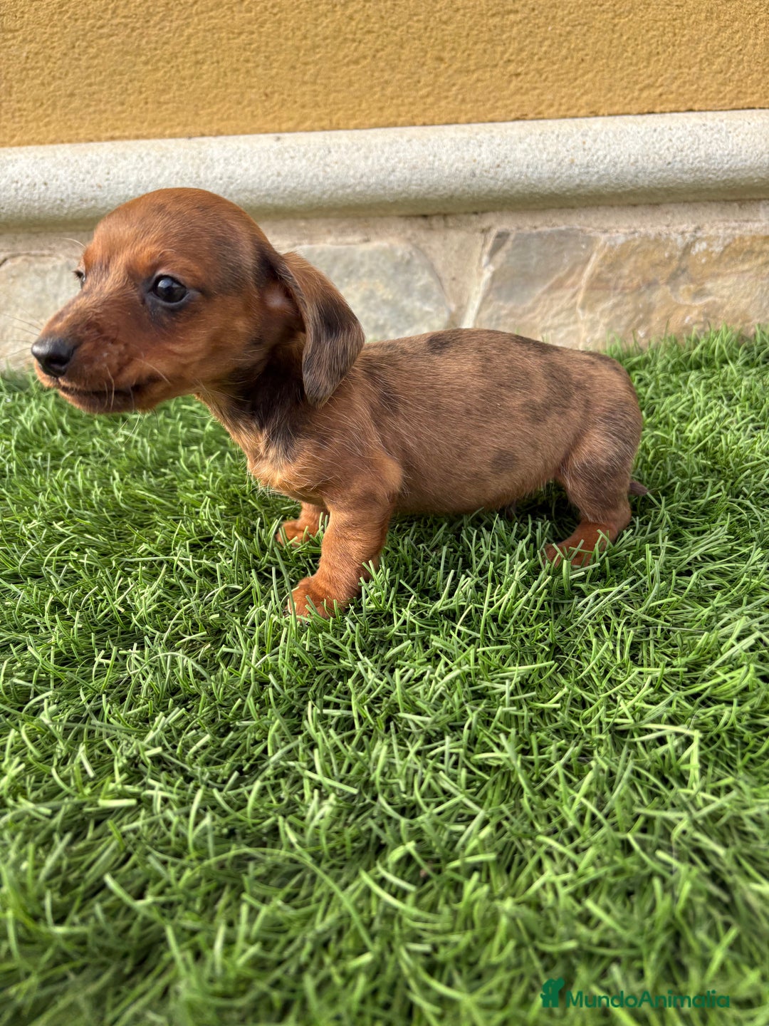 Teckel Miniatura perros en venta: Teckel Kaninchen macho Merle chocolate diluido  - Anuncio 4