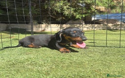 Teckel Miniatura perros en venta: Teckel kanichen y miniatura disponibles  - Imagen 2