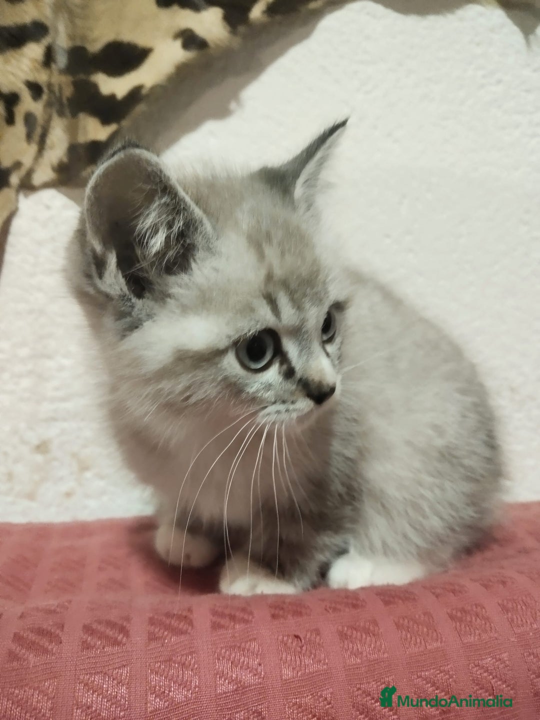 Snowshoe gatos en venta: Venta de Snowshoe  - Anuncio 1