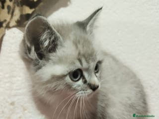 Snowshoe gatos Venta de Snowshoe - Anuncio 6