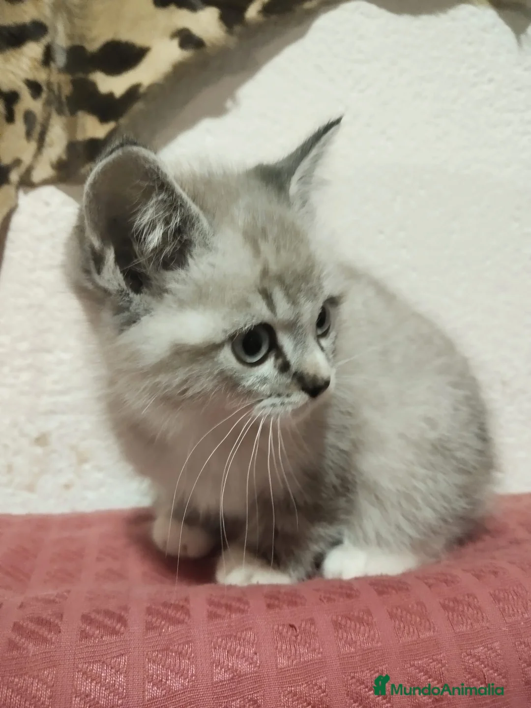 Snowshoe gatos en venta: Venta de Snowshoe  - Anuncio 1